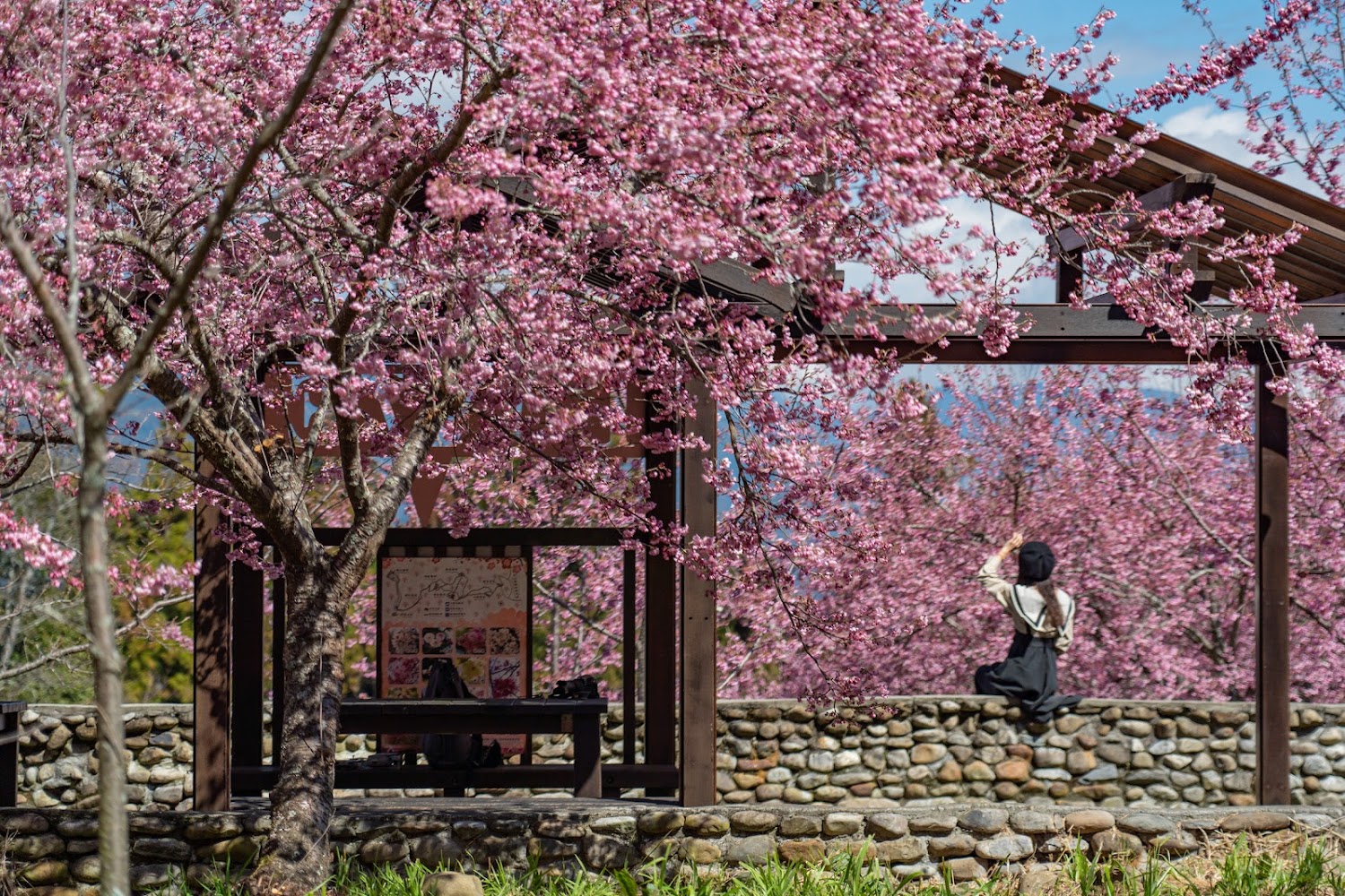 福壽山農場的旅行必備指南:探訪櫻花與天池的美景