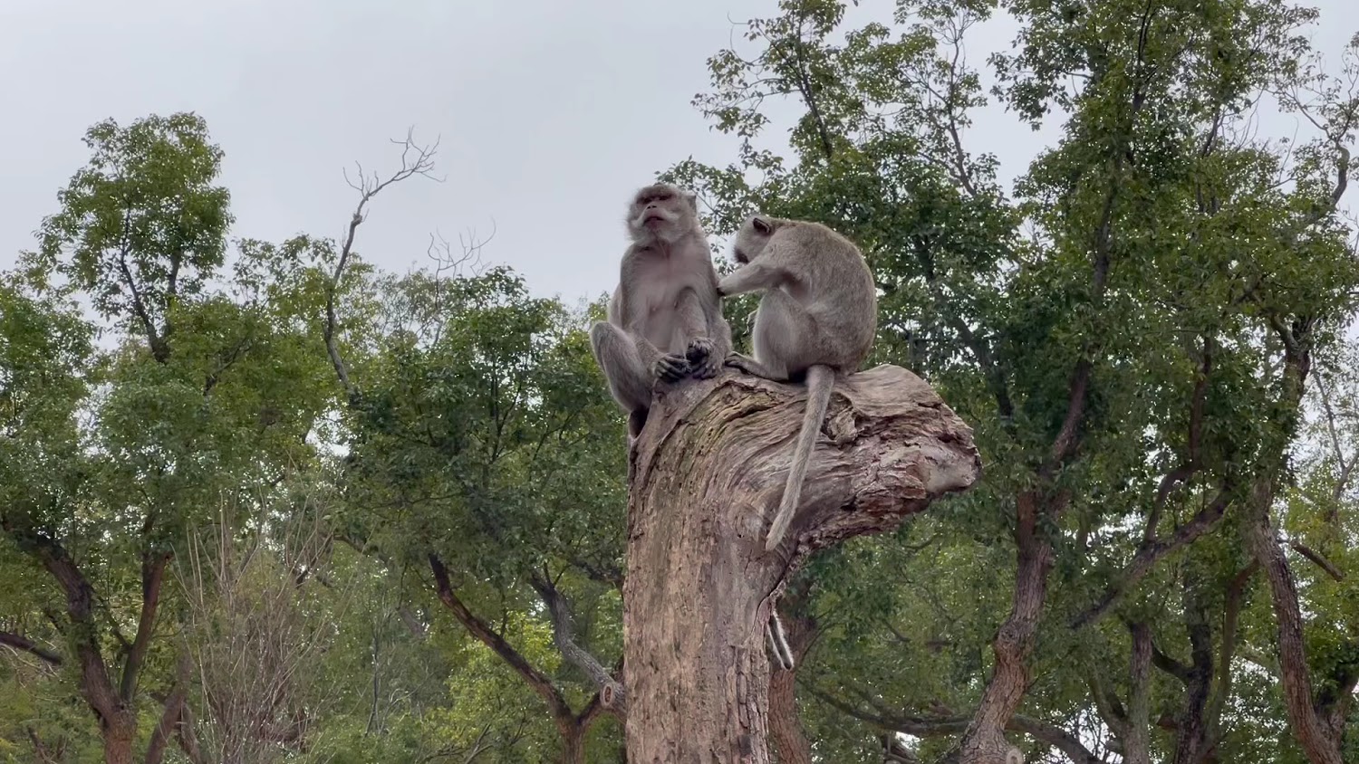 新竹動物園：探索亞洲熱帶雨林的奇特動物