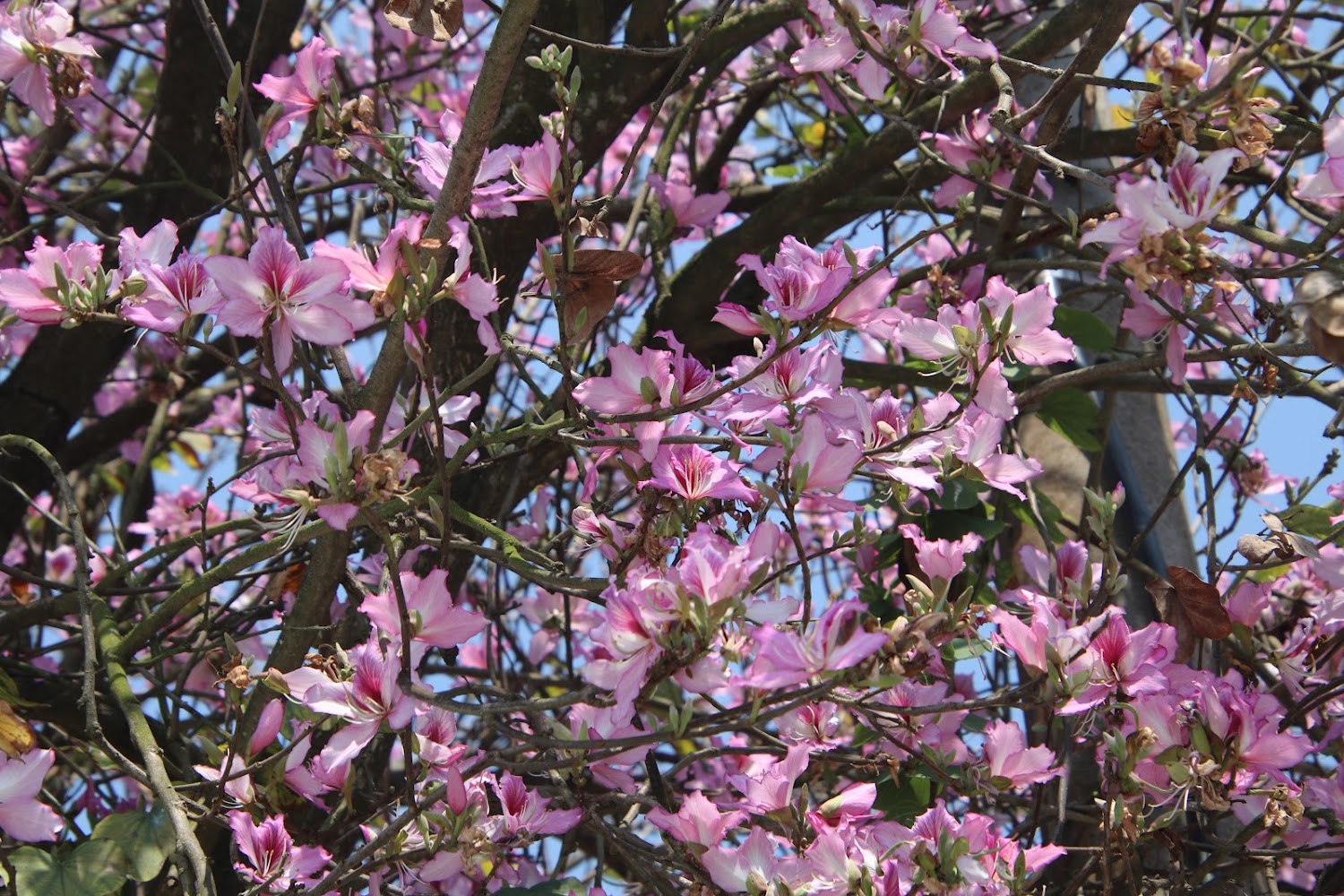 羊蹄甲大道｜探索台灣最美的花海景點