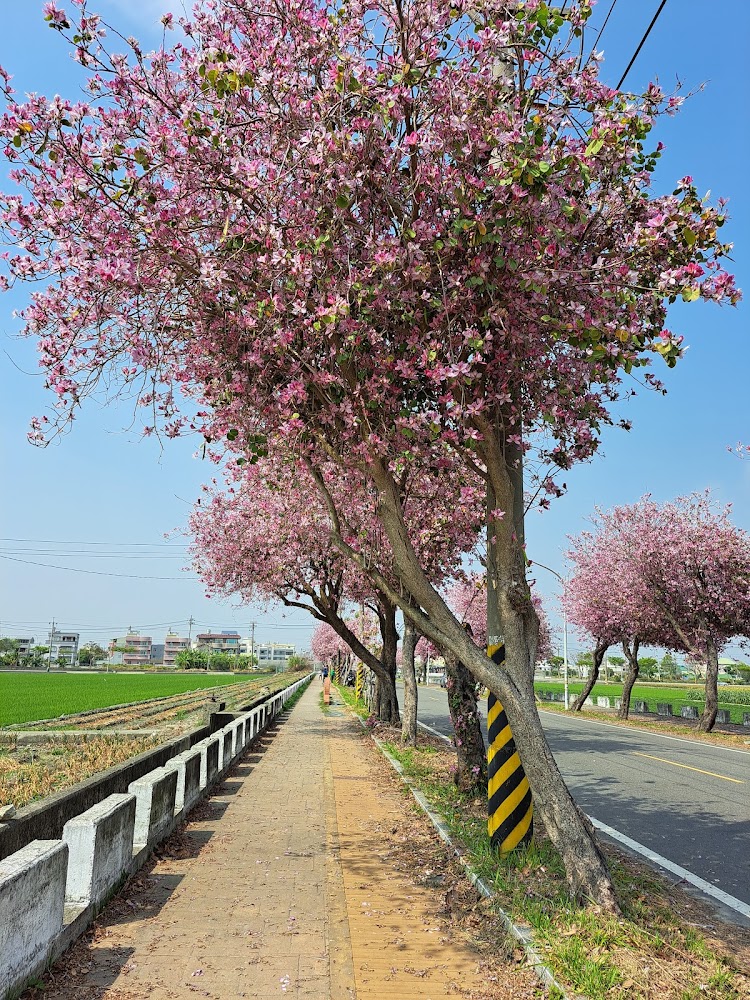 羊蹄甲大道｜探索台灣最美的花海景點