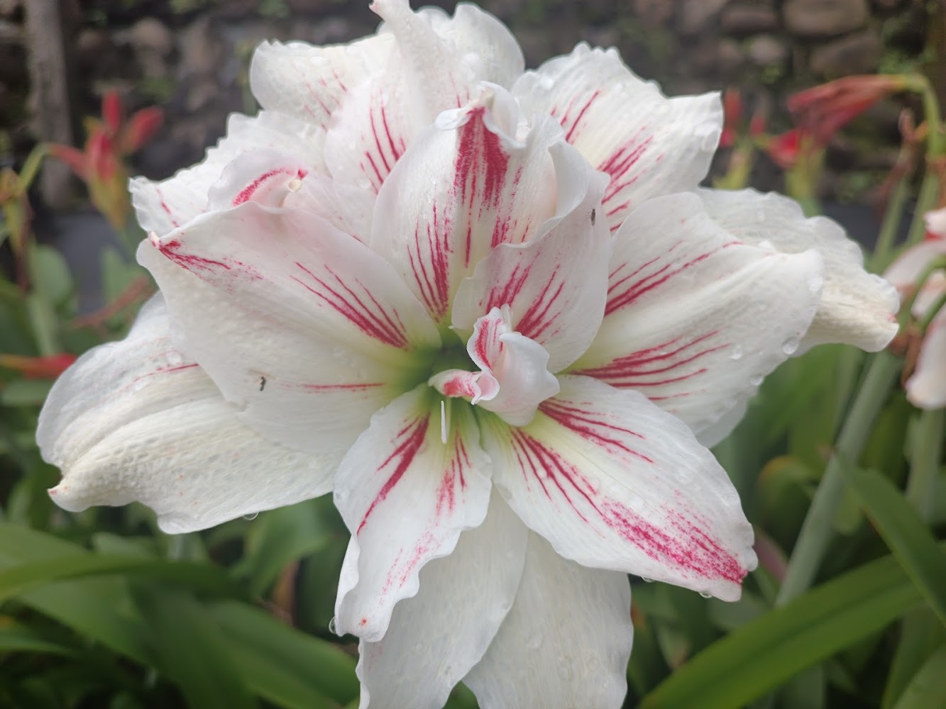 久雅植科｜孤挺花魅力無窮！探索台灣最佳觀賞地點與種植指南
