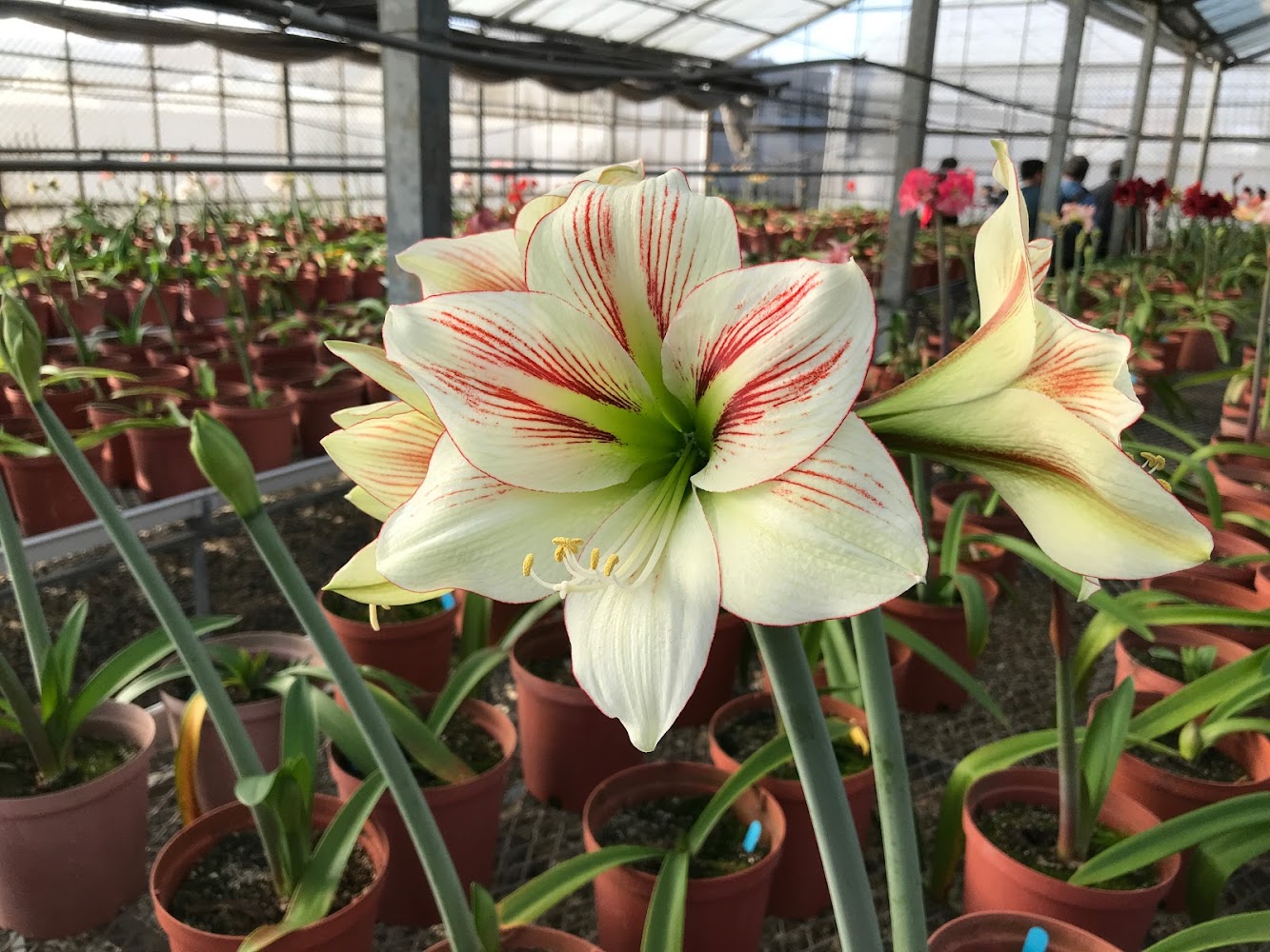 台灣孤挺花協會