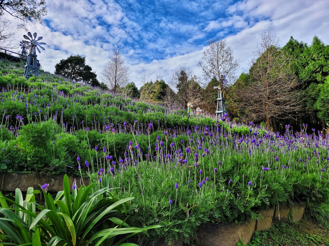 薰衣草森林：探索最美的台中新社與尖石景點