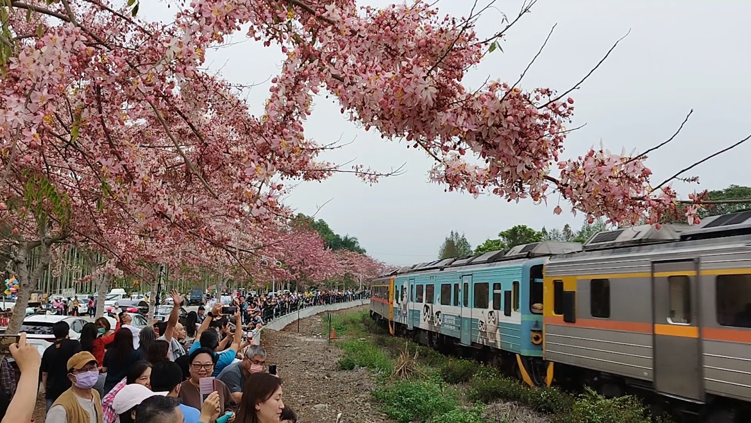 二水花旗木：探索台灣最美的花旗木鐵道之旅