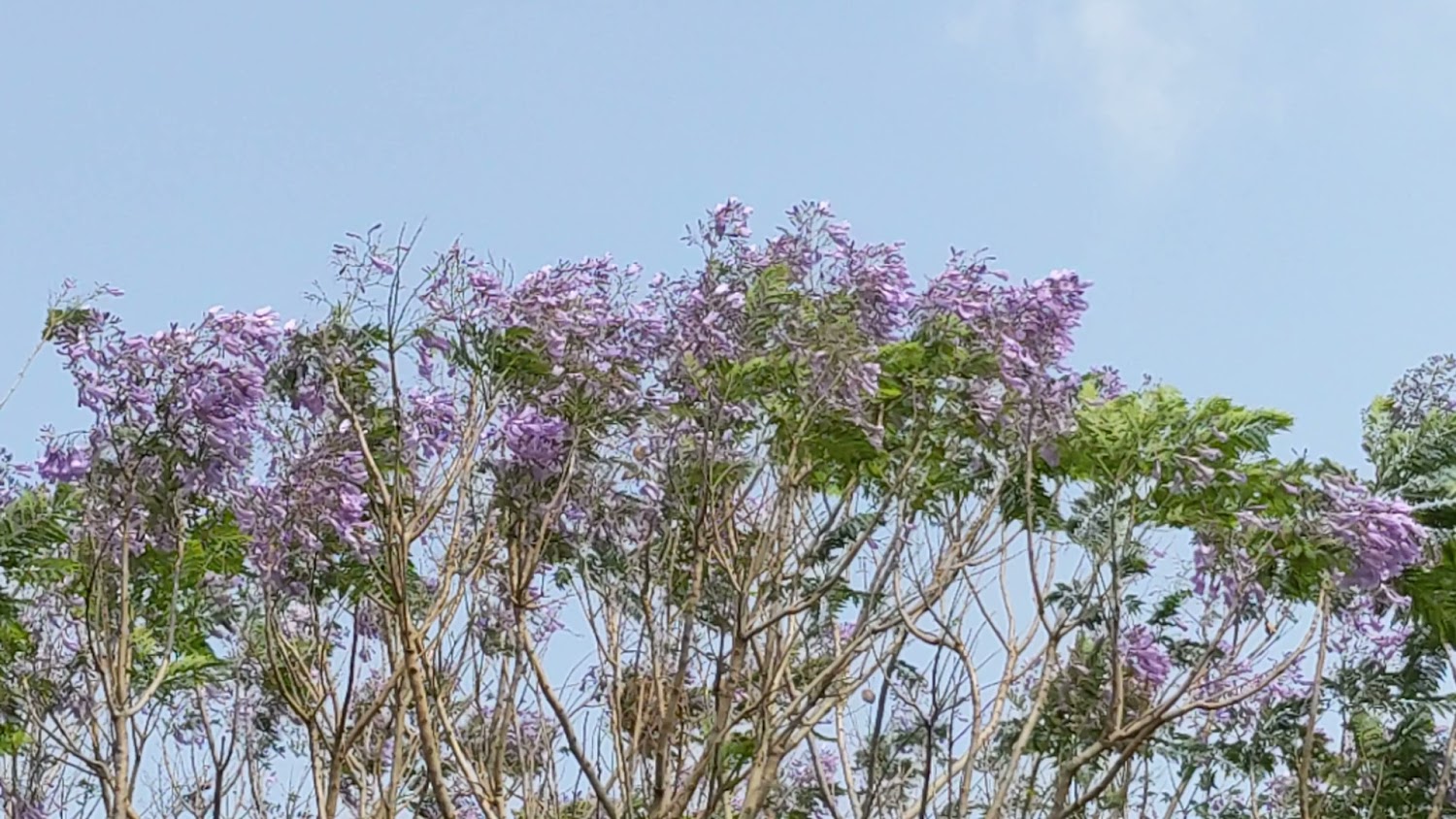 探索藍花楹隧道:讓你沉醉在花海中的夢幻旅程