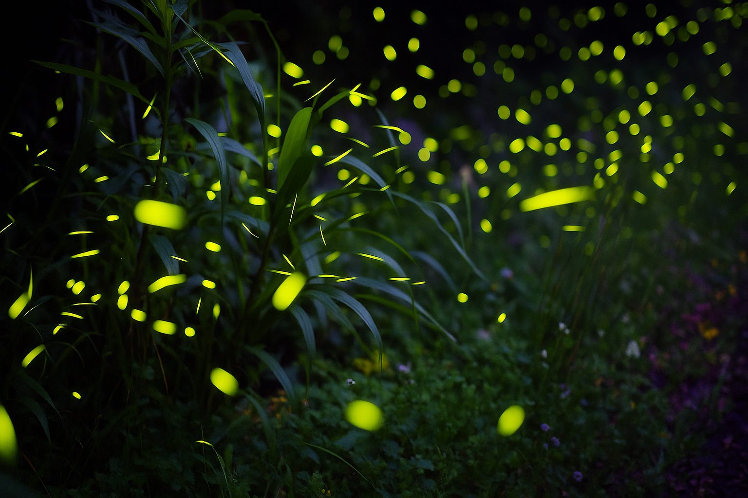 螢火蟲探索之旅：這些地點讓你一睹為快