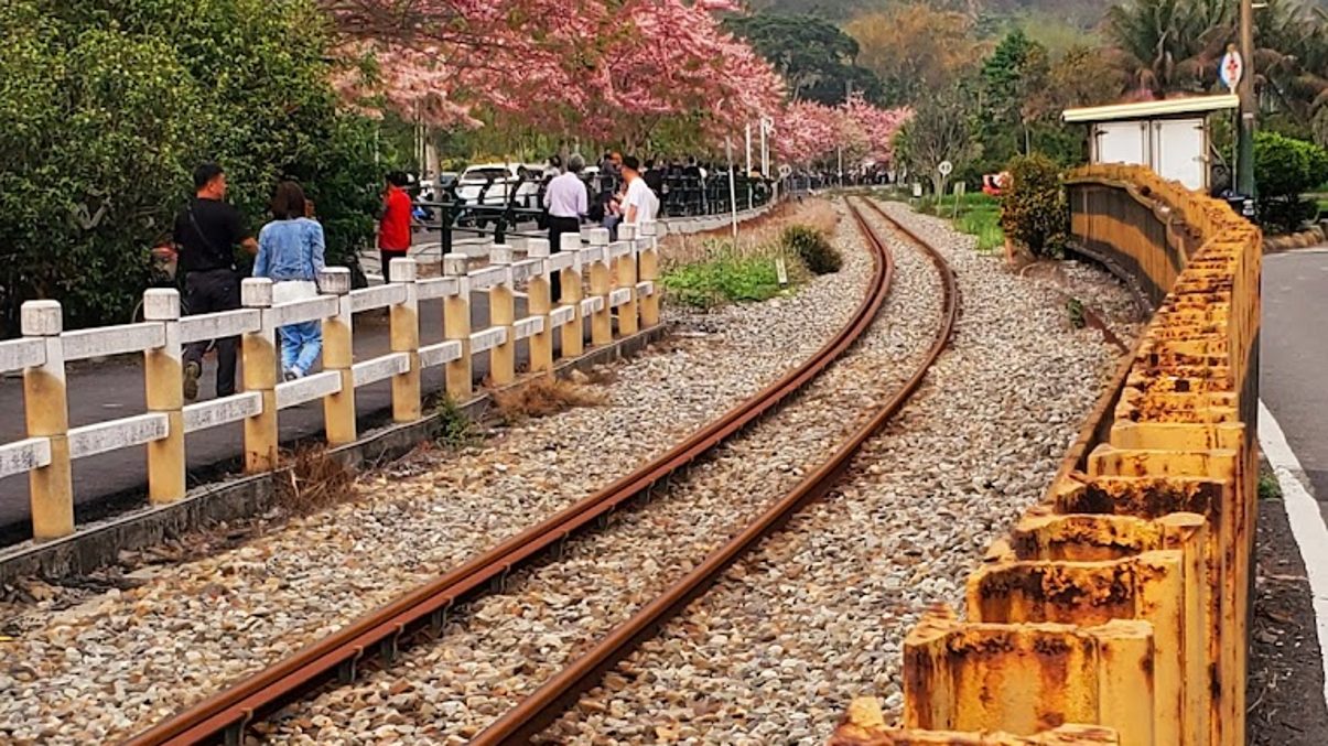 二水花旗木：探索台灣最美的花旗木鐵道之旅