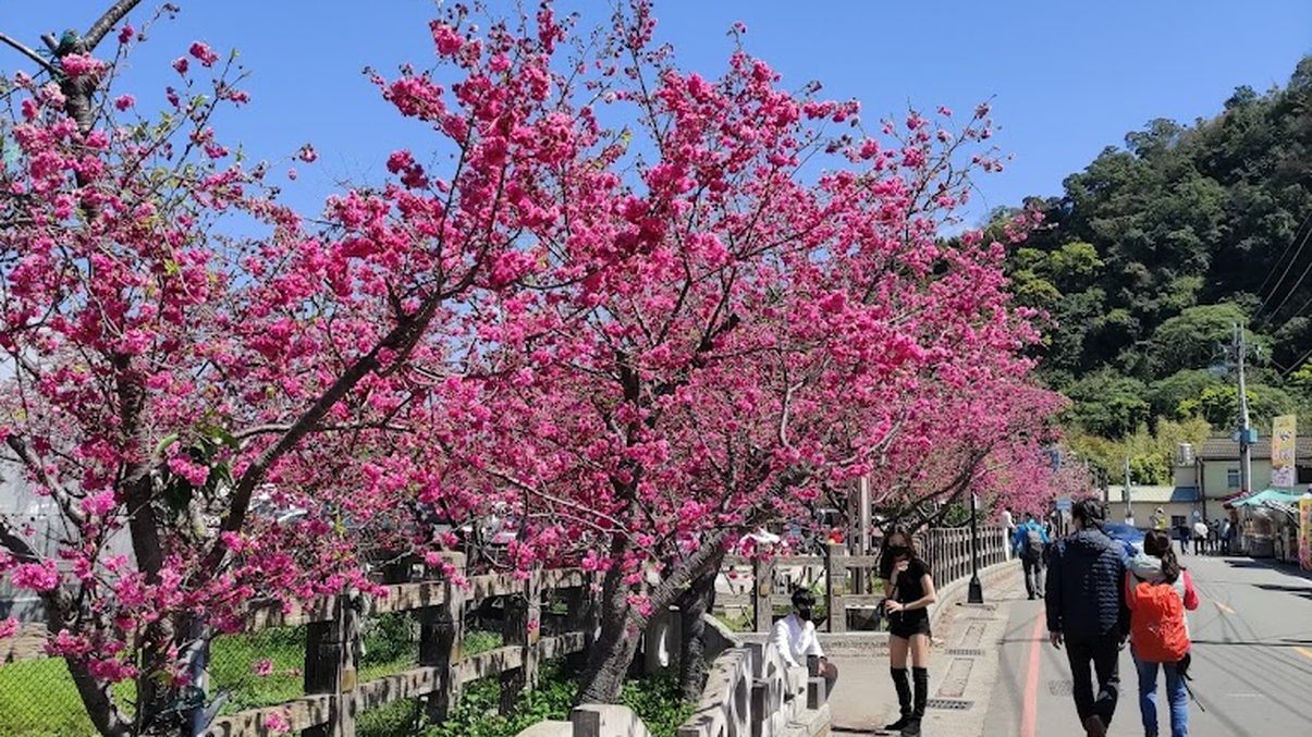 回顧泰安櫻花盛宴：預約不可錯過的美麗景點