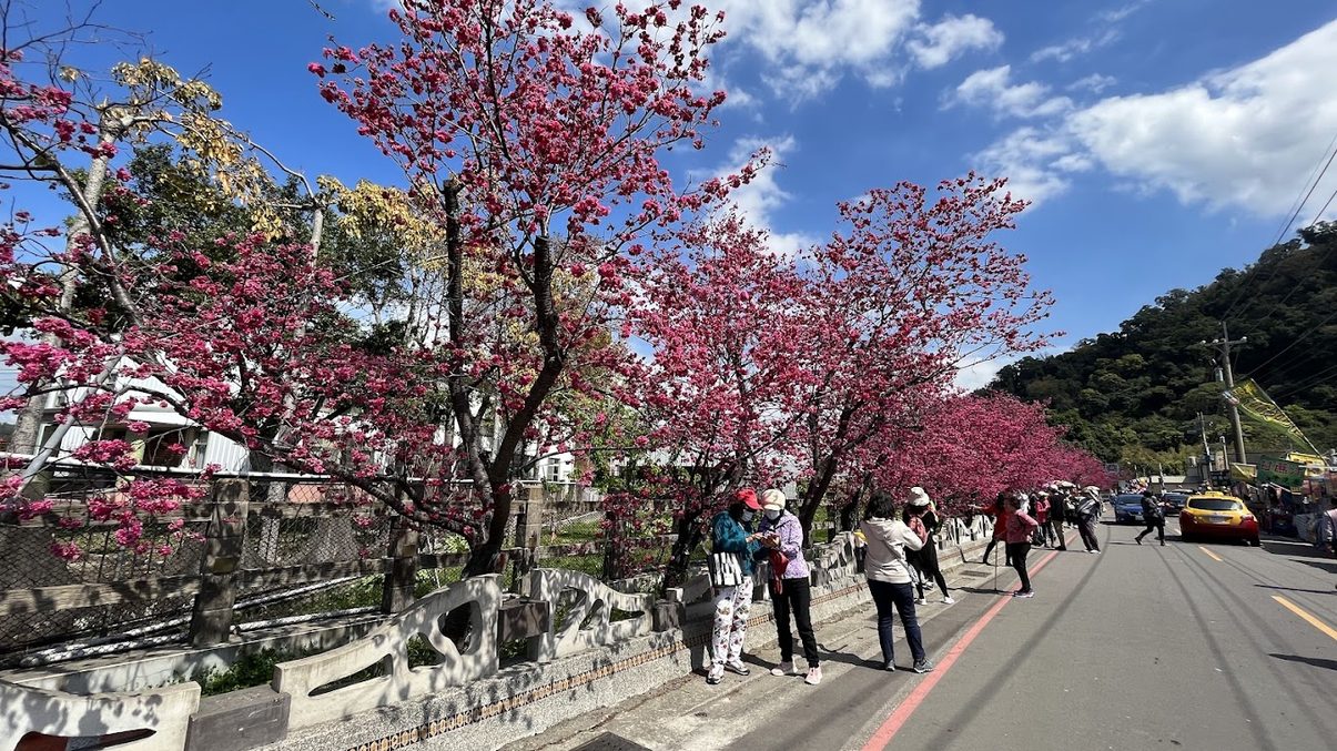 回顧泰安櫻花盛宴：預約不可錯過的美麗景點