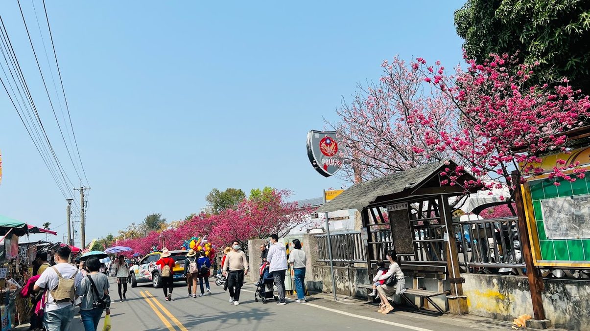 回顧泰安櫻花盛宴：預約不可錯過的美麗景點
