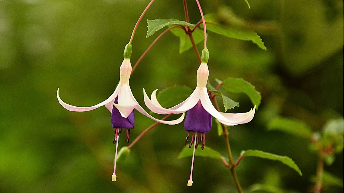 杉林溪的絕佳旅遊體驗：你的完美健行和放鬆之選