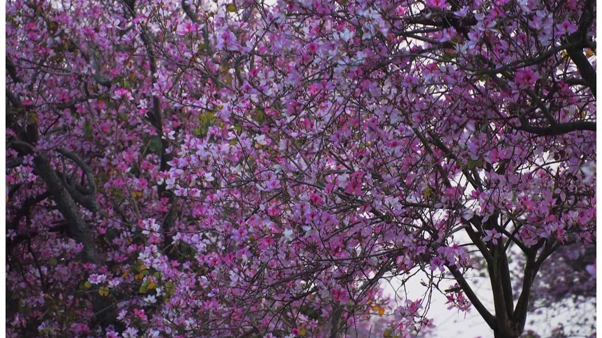 土庫羊蹄甲大道：探索春季花海之美與旅遊小貼士
