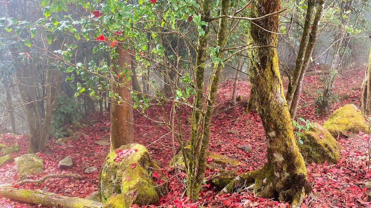 大雪山森林遊樂區怎麼玩？最佳旅遊攻略與遊玩秘訣