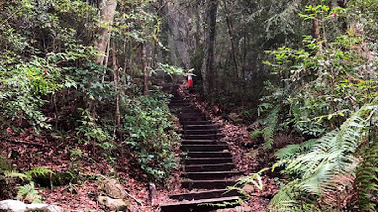 大雪山森林遊樂區怎麼玩？最佳旅遊攻略與遊玩秘訣