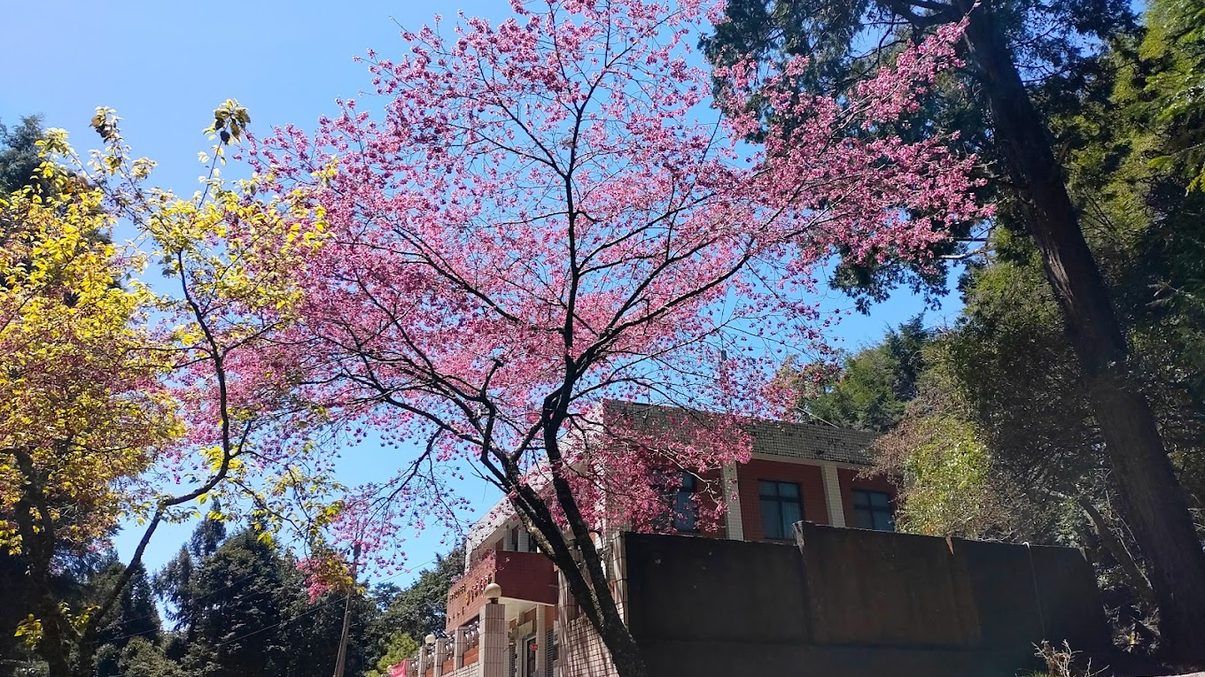 大雪山森林遊樂區怎麼玩？最佳旅遊攻略與遊玩秘訣