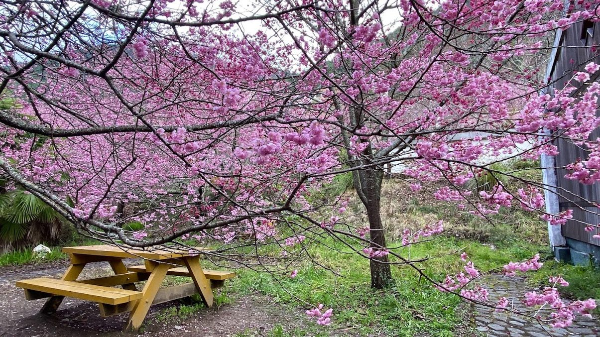武陵農場的美麗與魅力：不容錯過的旅遊指南