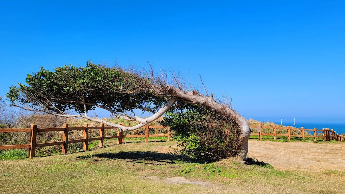 苗栗景點：探索南庄老街、哈比丘茶樹森林與後龍好望角的美麗旅程