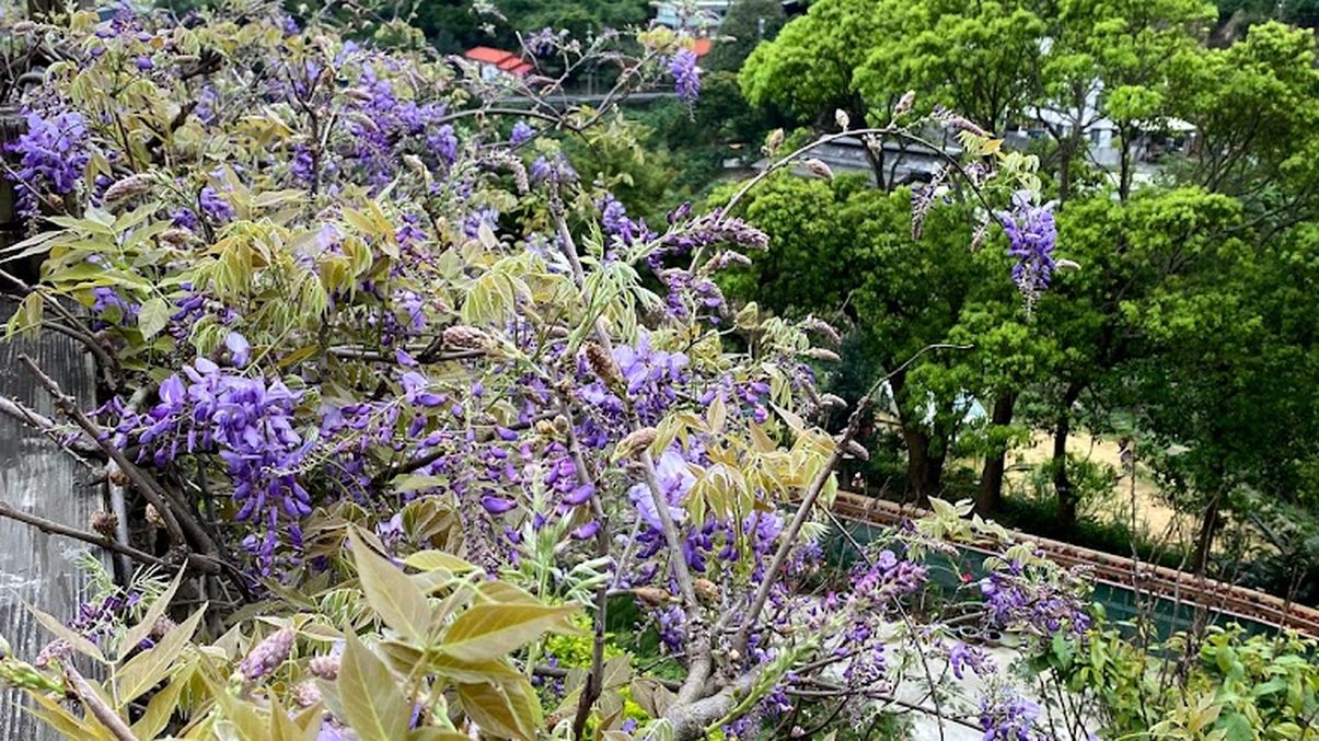 紫藤花盛開｜最佳觀賞地點與小秘訣分享