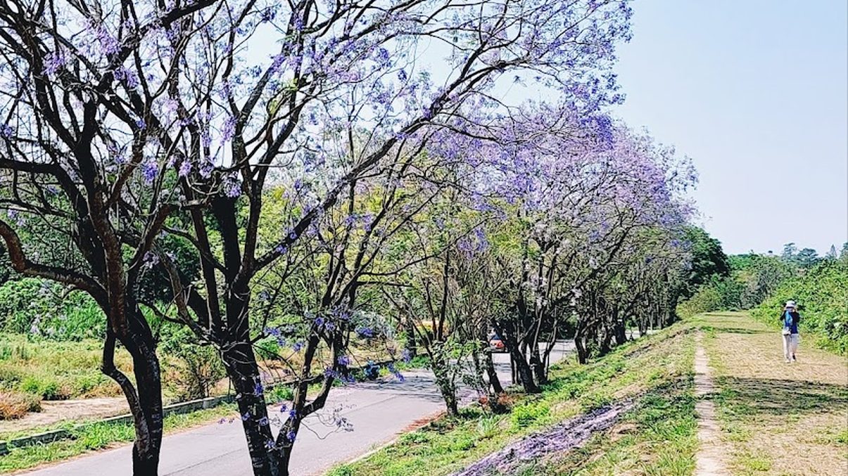 嘉義景點推薦：探索森林之歌、嘉義公園與更多必訪地點