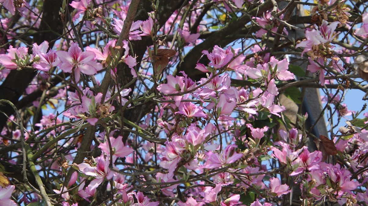 土庫羊蹄甲大道：探索春季花海之美與旅遊小貼士
