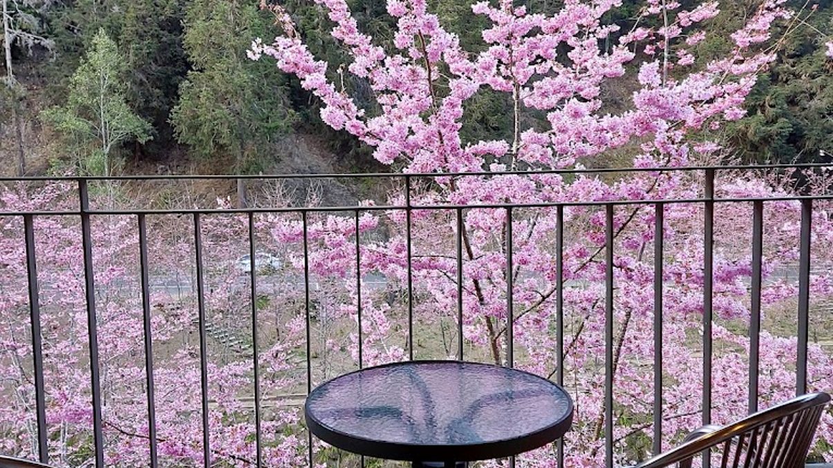 杉林溪的絕佳旅遊體驗：你的完美健行和放鬆之選