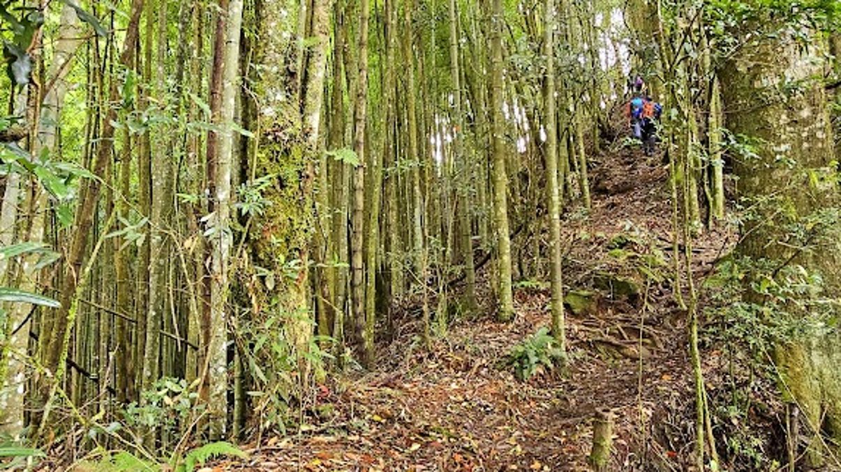 杉林溪旅行指南：探訪台灣隱藏的自然瑰寶
