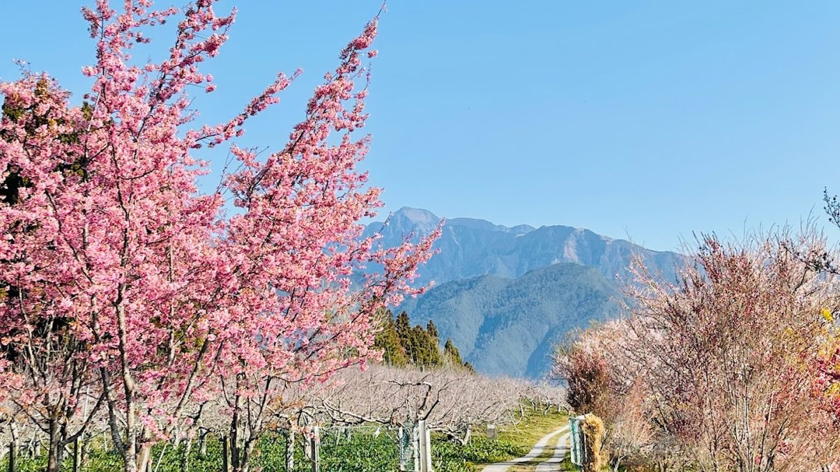 福壽山農場的旅行必備指南：探訪櫻花與天池的美景