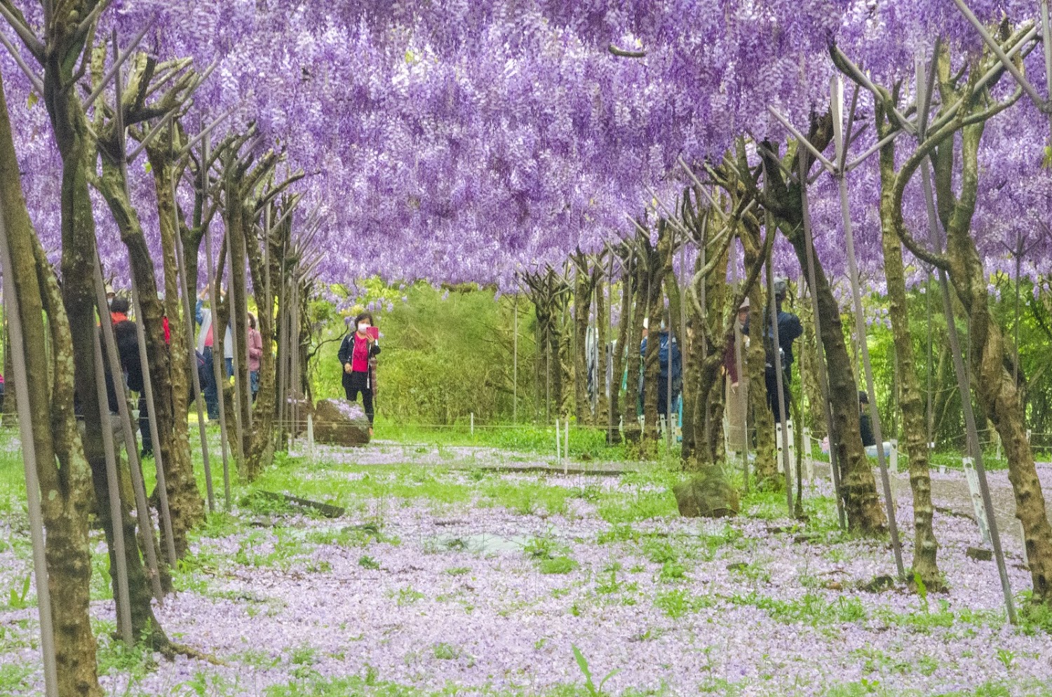 【2025】淡水紫藤花園必訪秘境：你不能錯過的打卡點