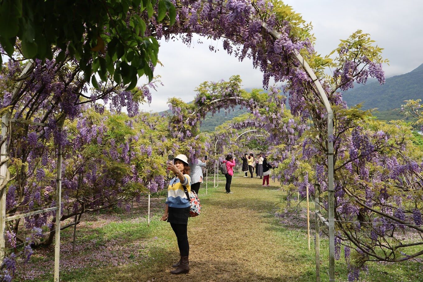 【2025】淡水紫藤花園必訪秘境：你不能錯過的打卡點