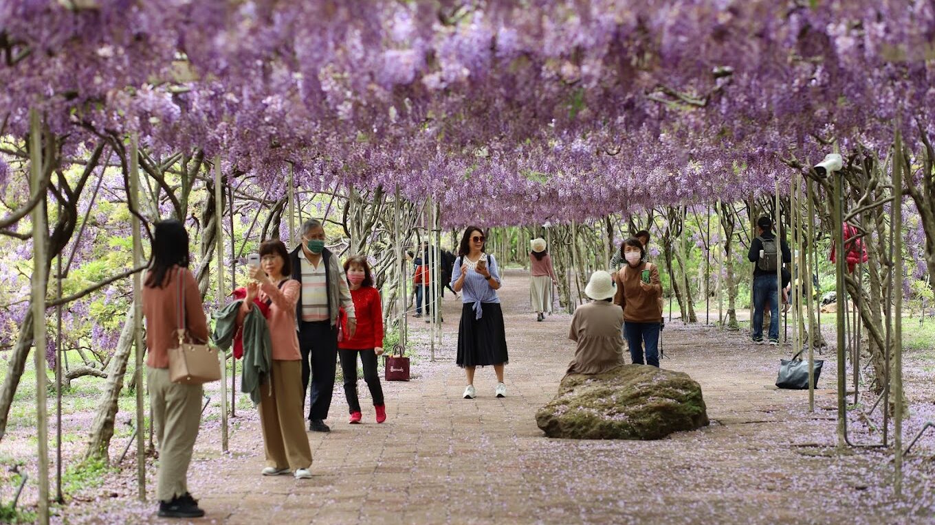 【2025】淡水紫藤花園必訪秘境：你不能錯過的打卡點