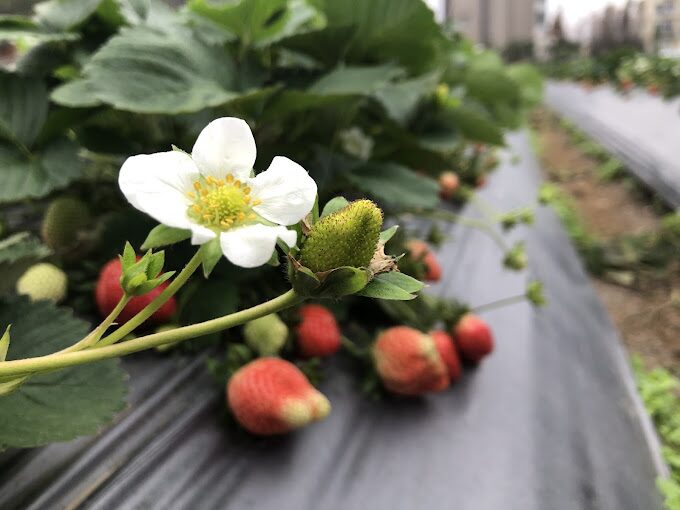 2025年採草莓推薦：避免這常見錯誤，享受完美採摘體驗