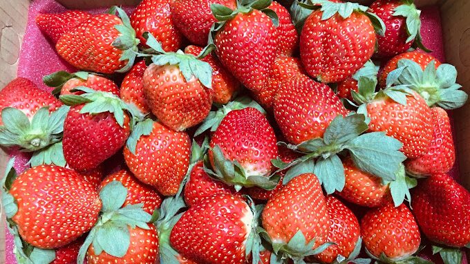 2025年採草莓推薦：避免這常見錯誤，享受完美採摘體驗