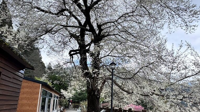 觀霧山莊必遊景點｜2025年不容錯過的特色活動