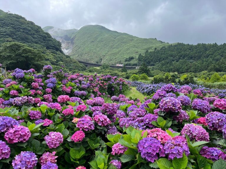 竹子湖繡球花拍攝攻略｜避開人潮的最佳時間點