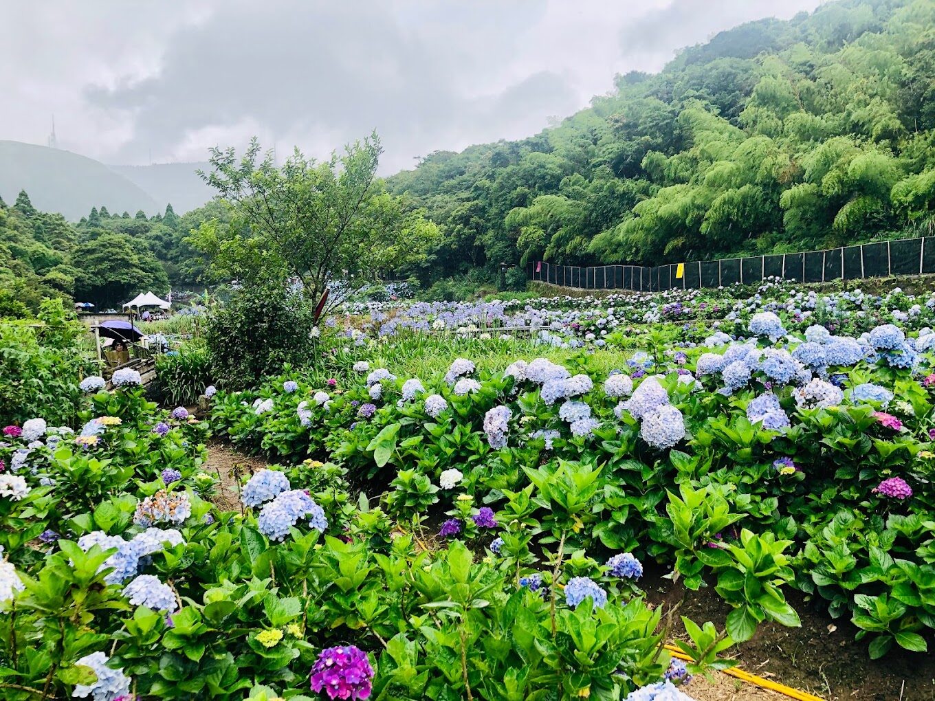 竹子湖繡球花拍攝攻略｜避開人潮的最佳時間點