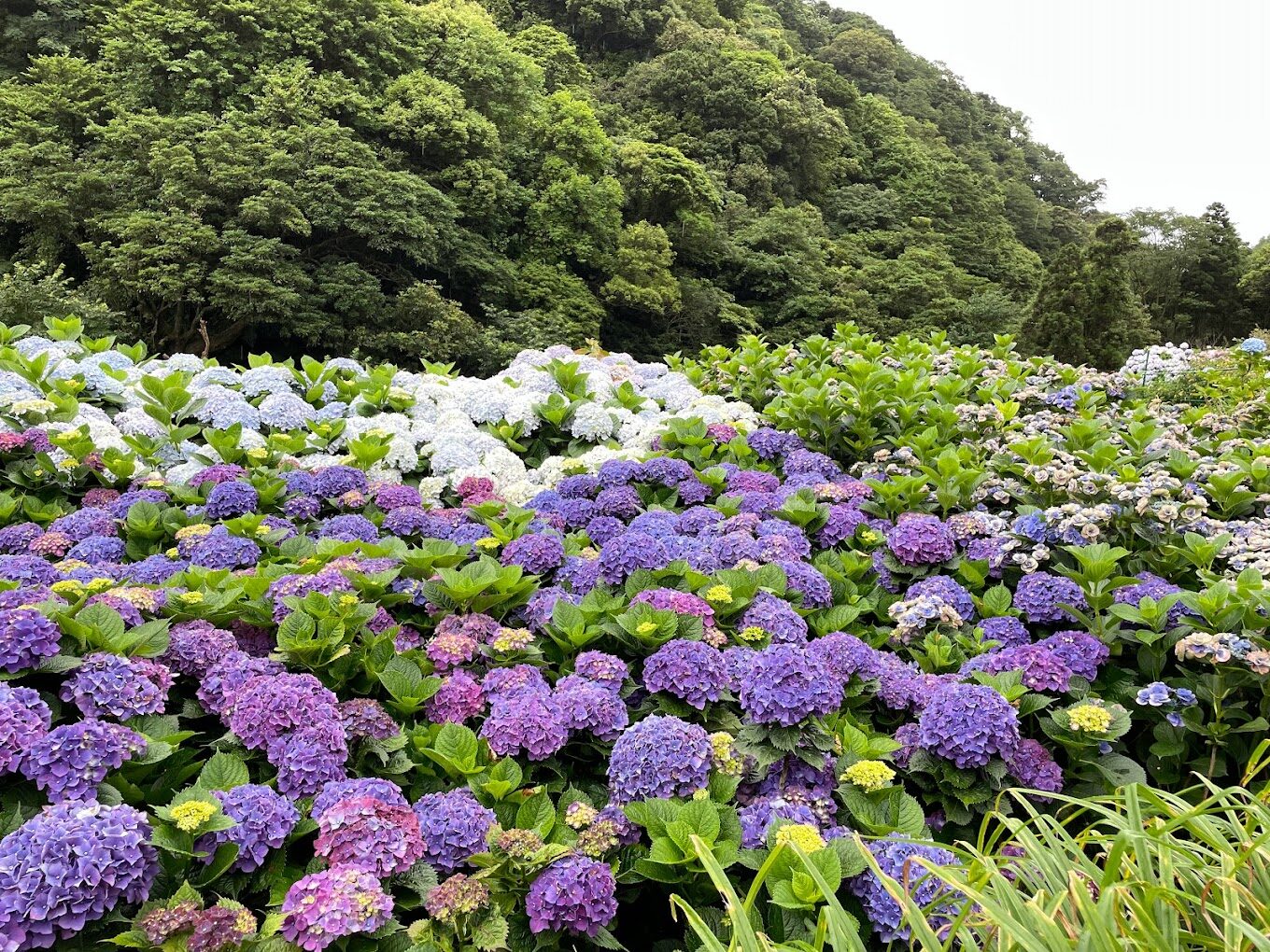 竹子湖繡球花拍攝攻略｜避開人潮的最佳時間點