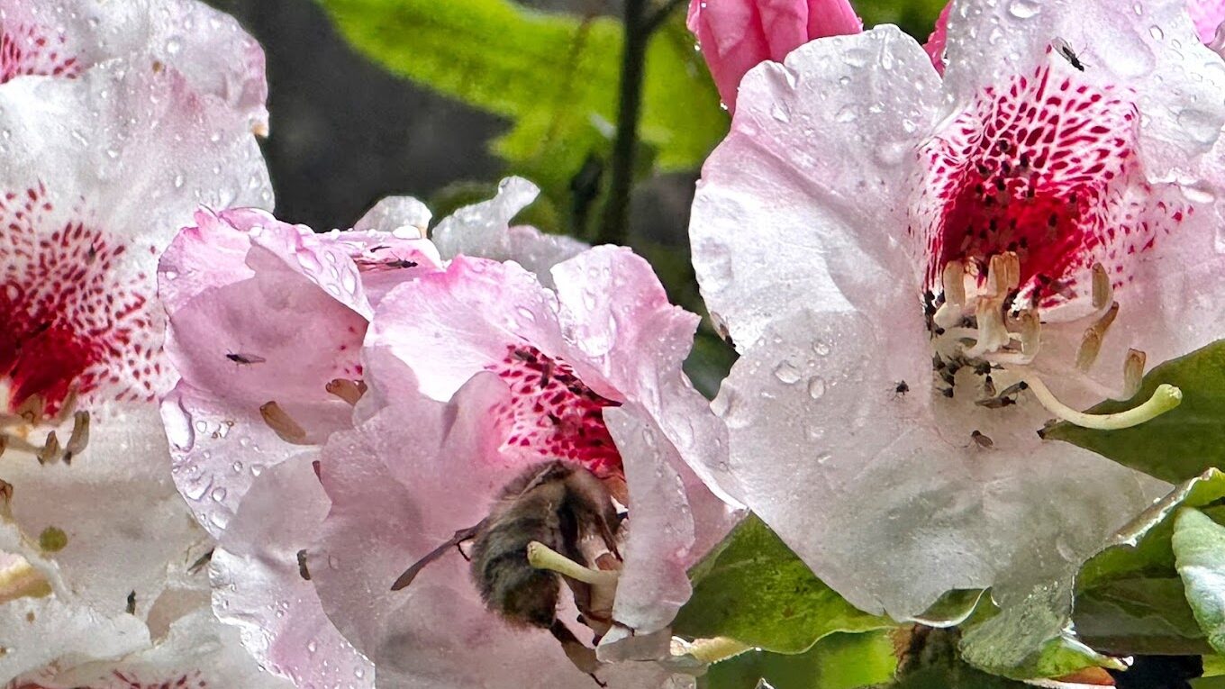 大雪山森林遊樂區必遊景點｜避免錯過的當地美食與文化體驗