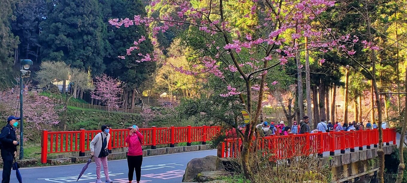 杉林溪必遊理由｜探索台灣秘境的自然奇觀