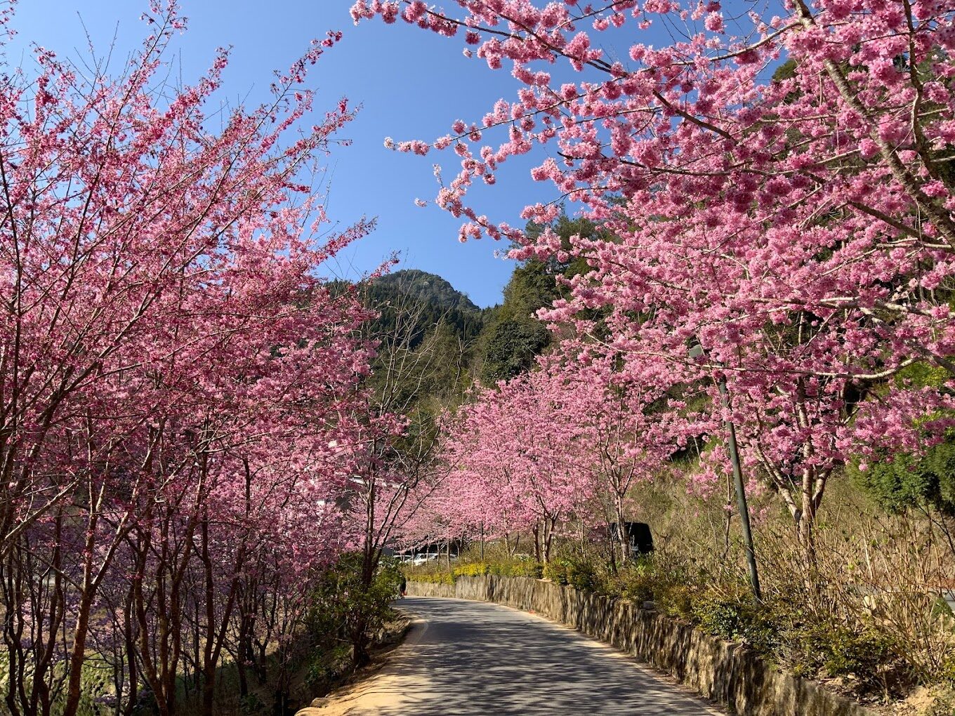 杉林溪必遊理由｜探索台灣秘境的自然奇觀
