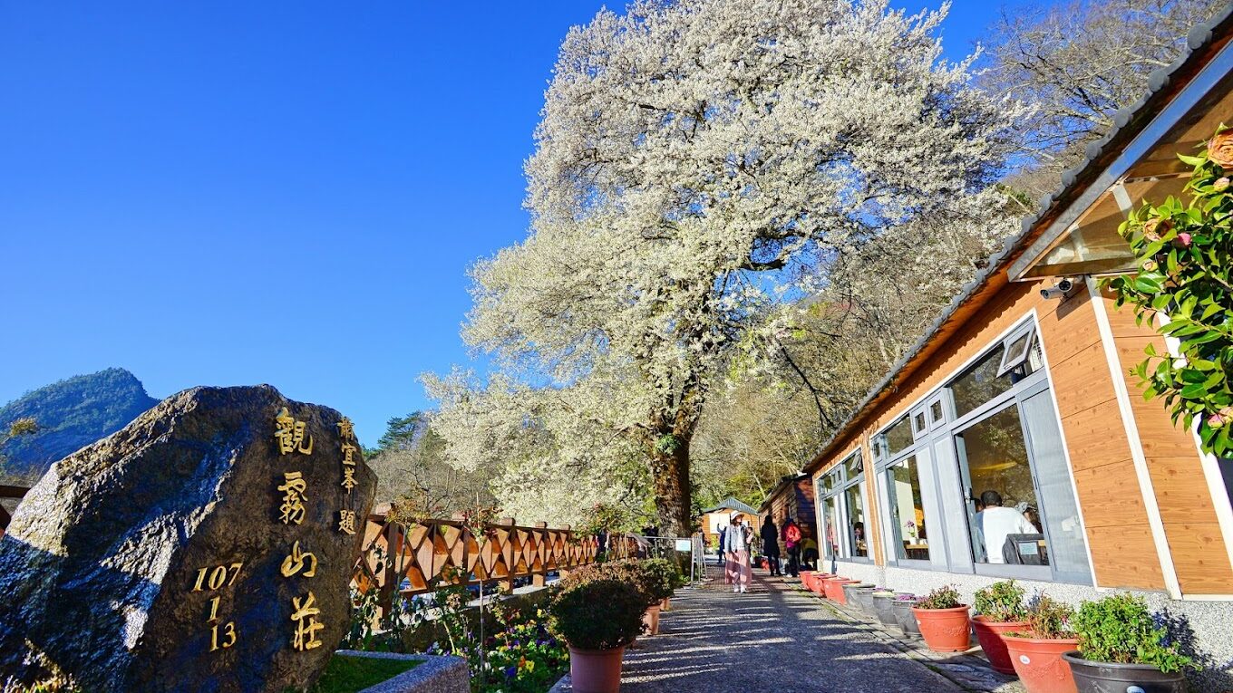 觀霧山莊必訪攻略｜避開這常見旅遊誤區