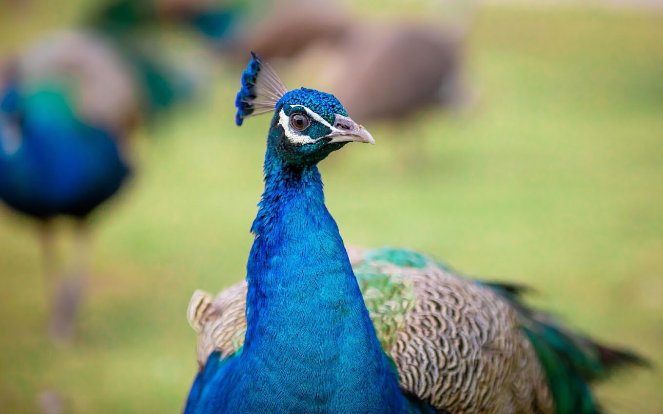 九九峰動物樂園探秘：不容錯過的亮點與最佳遊玩攻略