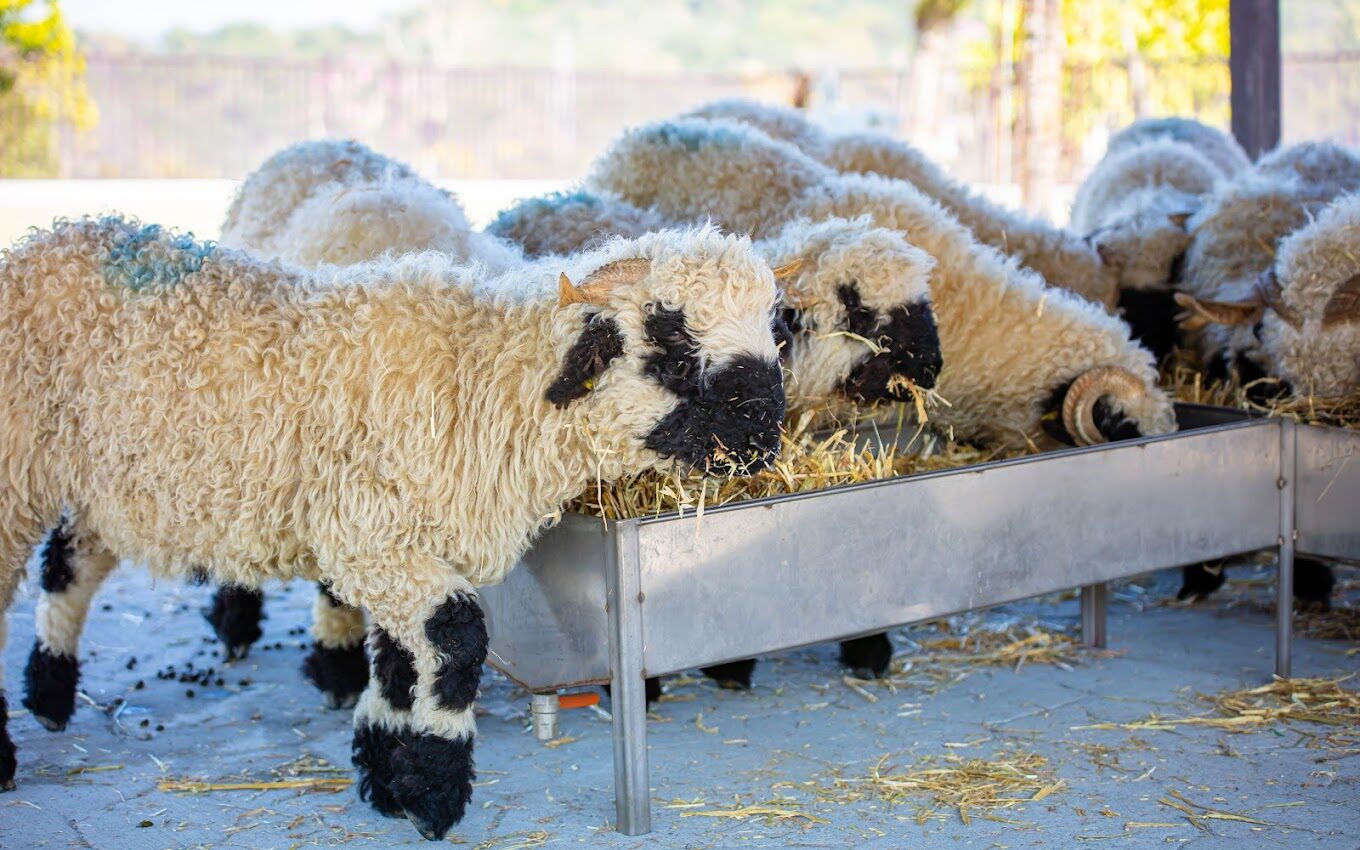 九九峰動物樂園探秘：不容錯過的亮點與最佳遊玩攻略