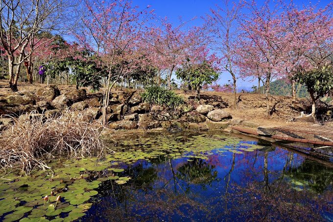 雲林景點不容錯過｜必訪的隱藏美食與自然秘境