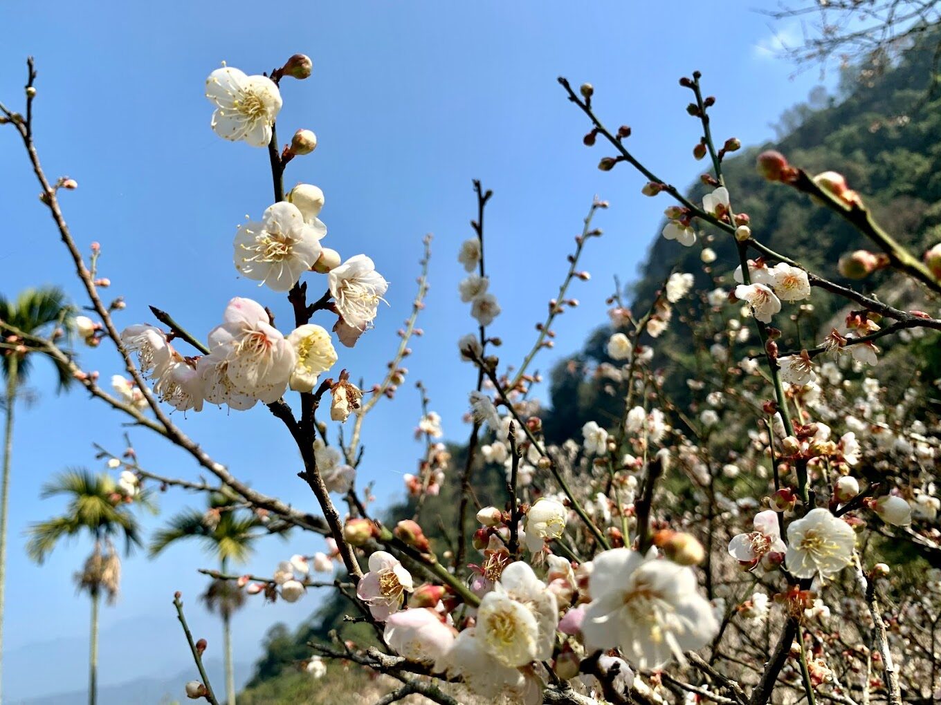 2025南投旅遊攻略：避開人潮的秘境景點，不用排隊也能玩的超值選擇！