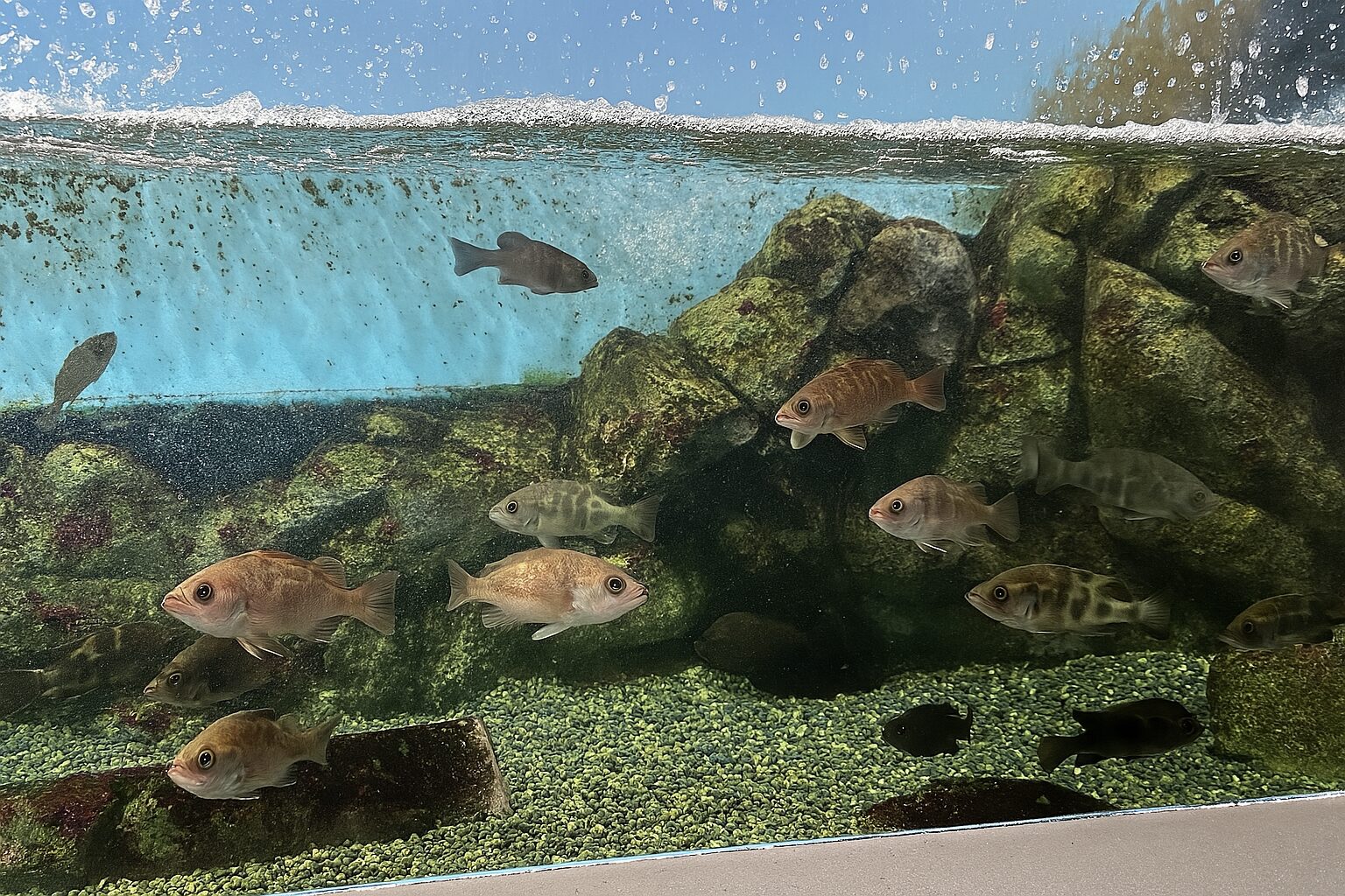 桃園水族館必訪攻略：探索這魅力景點