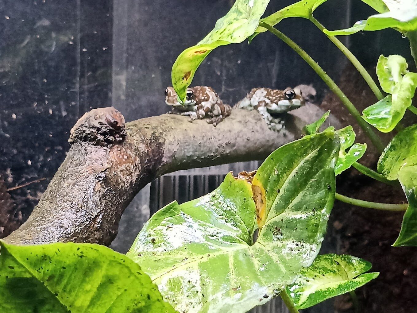 桃園水族館必訪攻略：探索這魅力景點