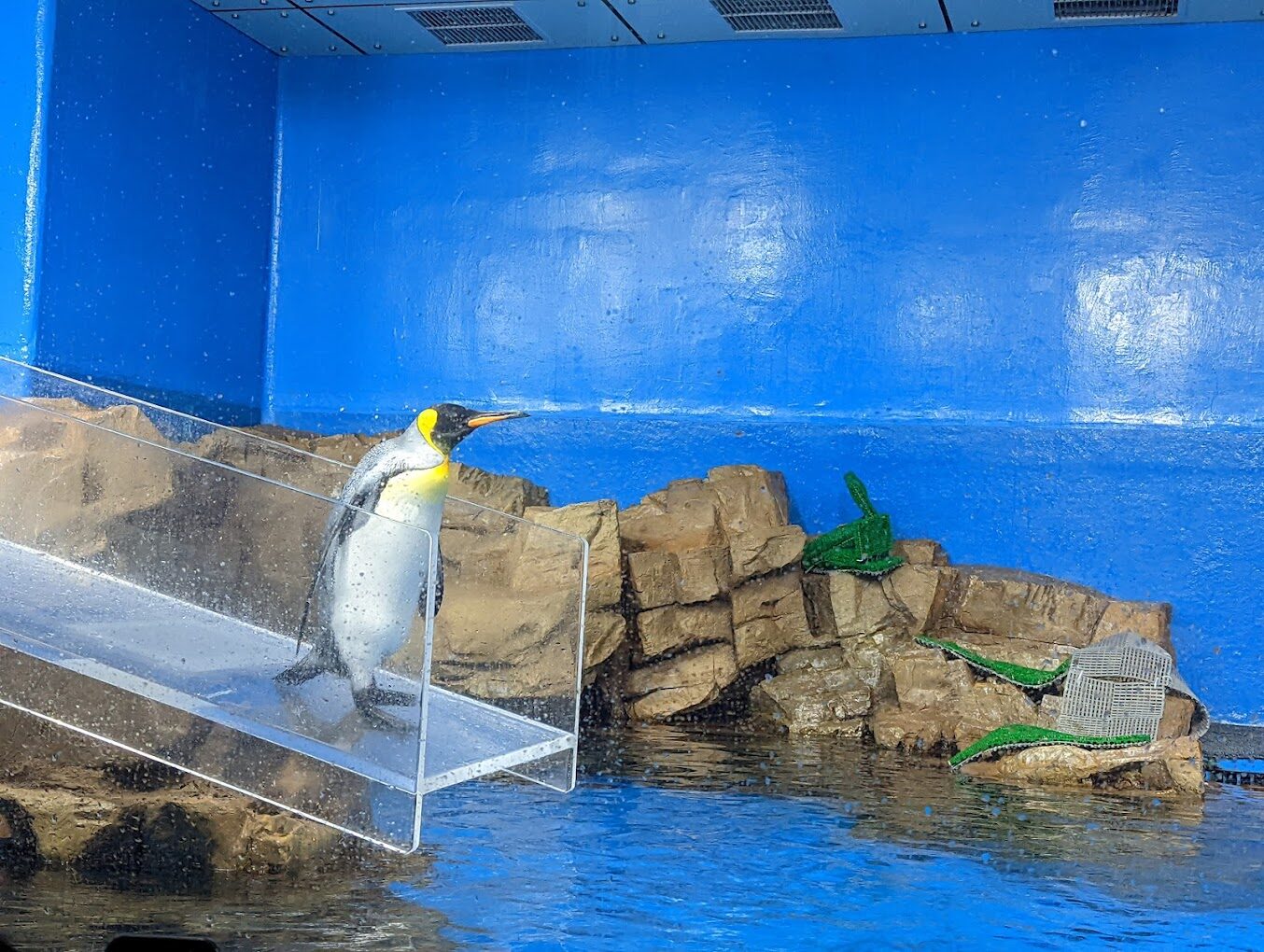 桃園水族館必訪攻略：探索這魅力景點