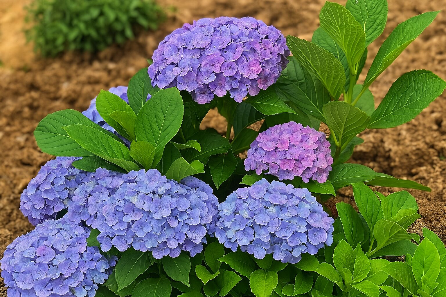 高家繡球花旅遊攻略｜不可錯過的拍照景點