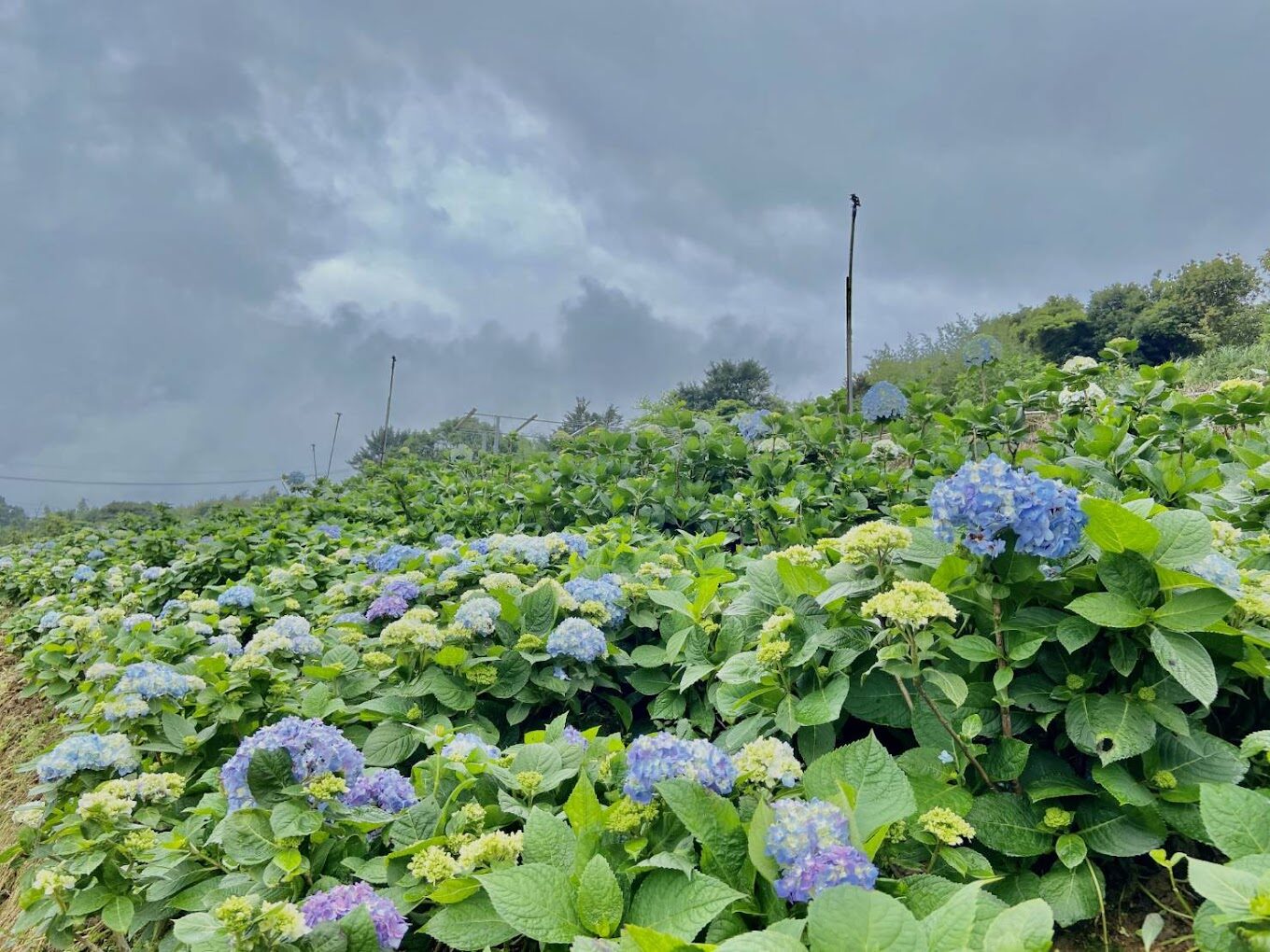 高家繡球花旅遊攻略｜不可錯過的拍照景點