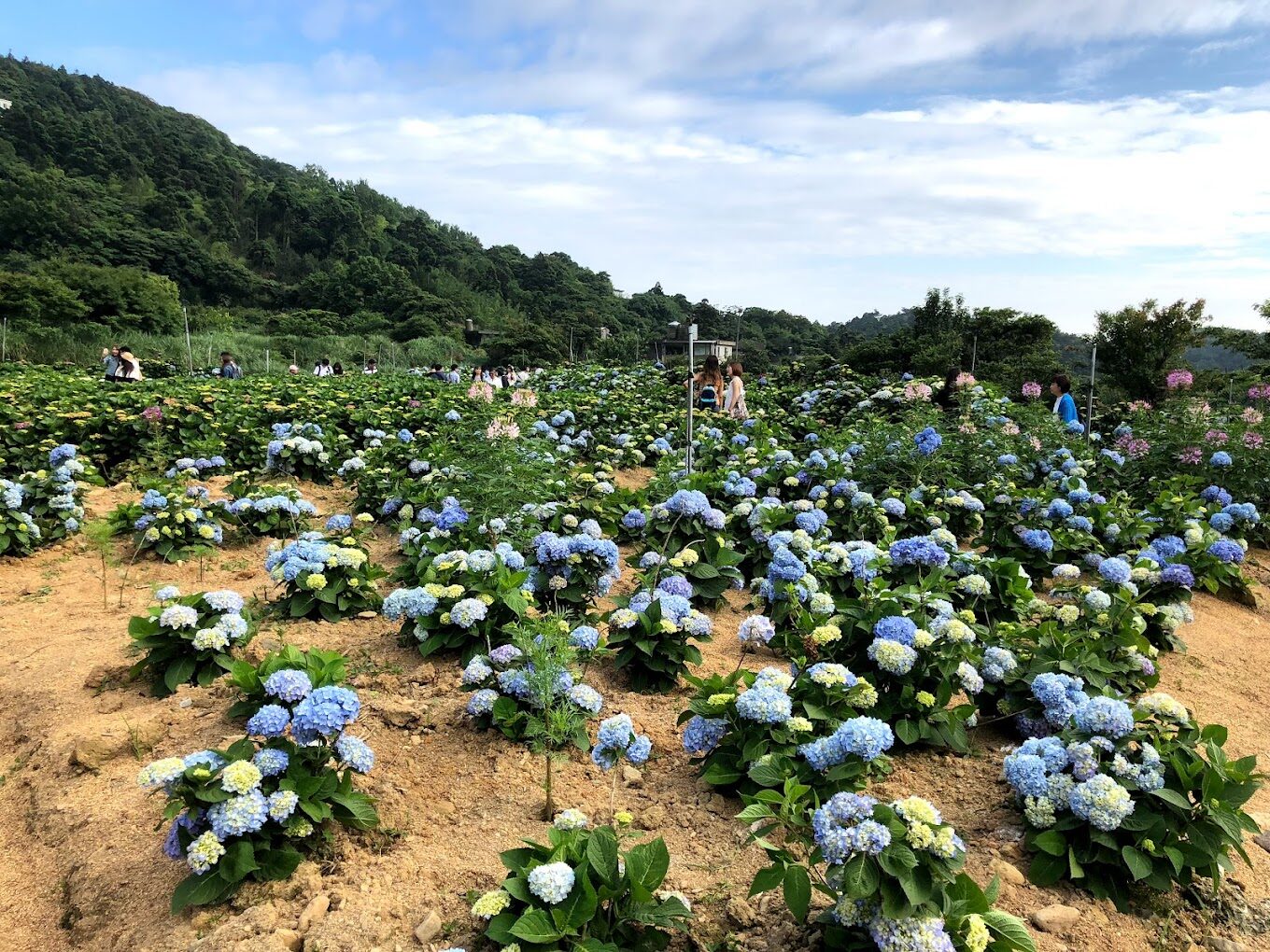 高家繡球花旅遊攻略｜不可錯過的拍照景點